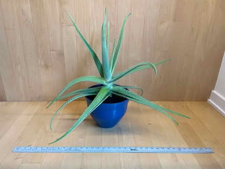 Photo of free Aloe Plant in Blue Pot (Gtown + Clopper & Richter Farm) #1