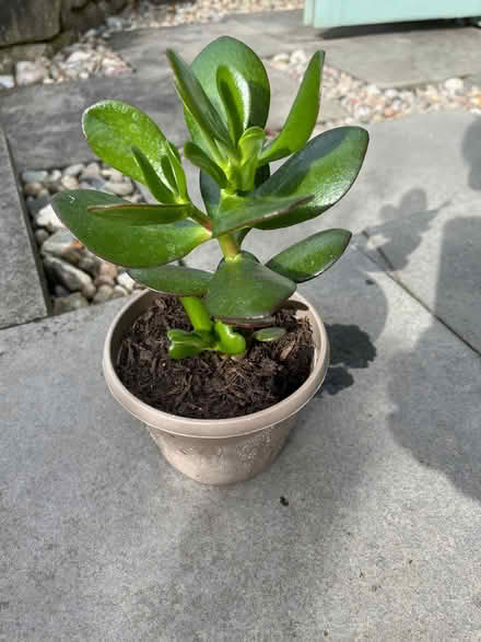 Photo of free Jade plant/Money plant (Goldenacre EH3) #1