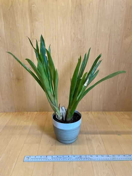 Photo of free House plant (Gtown + Clopper & Richter Farm) #1