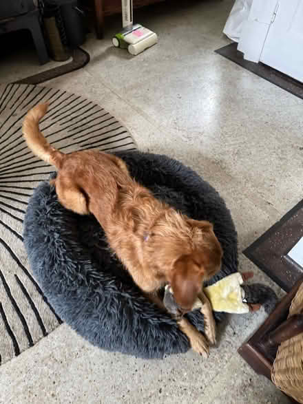 Photo of free Medium-large sized dog bed (B17) #2