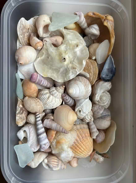 Photo of free Small tray of sea shells (Lower Weston) #1