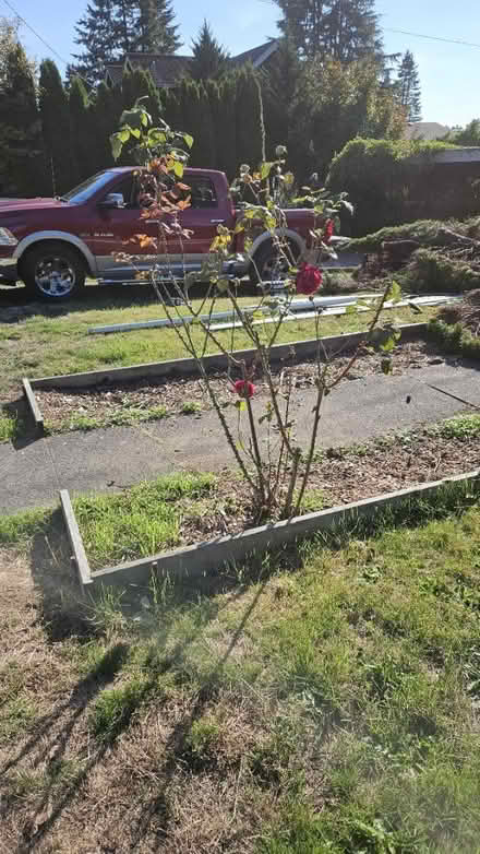 Photo of free Roses and other plants (Maple Leaf) #1