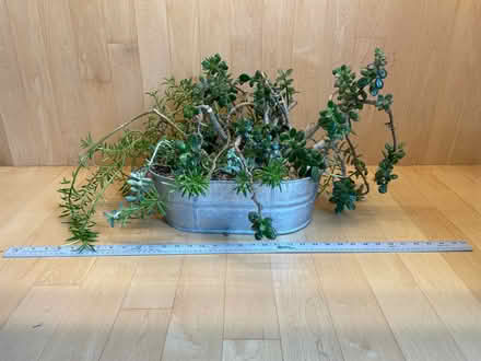 Photo of free Jade succulent plan Houseplant (Gtown + Clopper & Richter Farm) #1