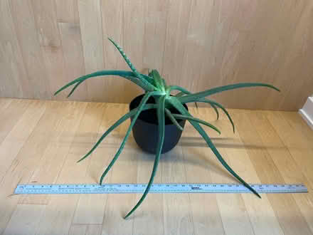 Photo of free Aloe Plant Black Pot (Gtown + Clopper & Richter Farm) #1