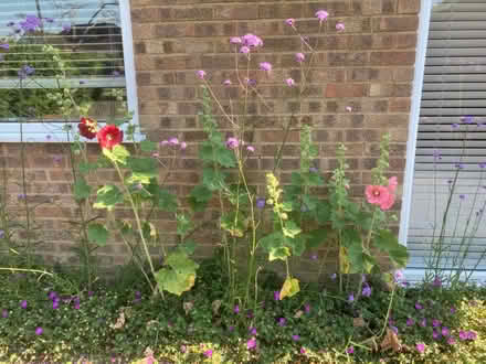 Photo of free Hollyhock seeds (World’s End Burgess Hill) #1