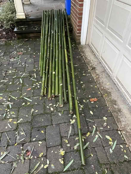 Photo of free Bamboo Stakes, 6-11 feet long (Kensington) #1