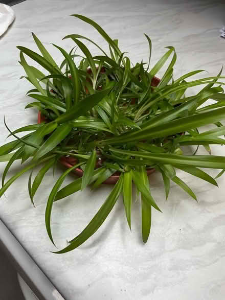 Photo of free Spider plant babies (Boscombe) #1