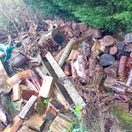 Photo of free Logs and wood (Kempston West End MK43) #3