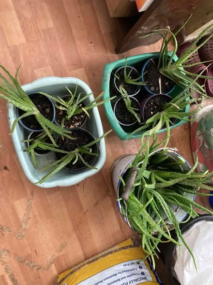 Photo of free Aloe Vera plants (Oxlinch GL10) #1