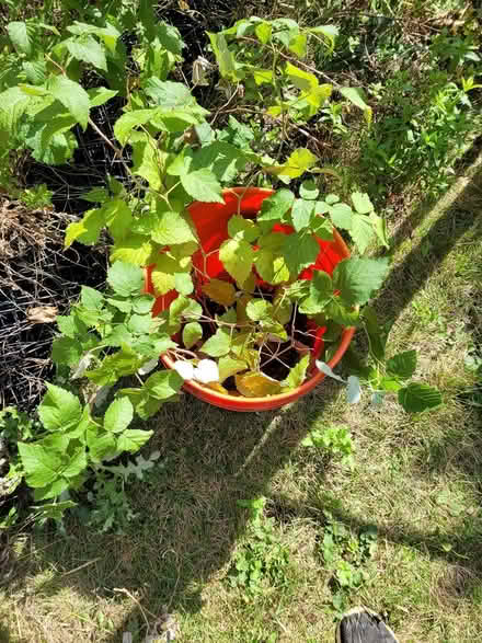 Photo of free Tayberry plants (Dixie and Clark Bramalea) #1