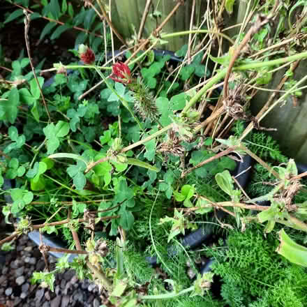 Photo of free Wild flowers (Southport PR9) #1