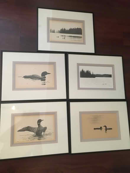 Photo of free Framed Loon photos (Earlscourt) #1