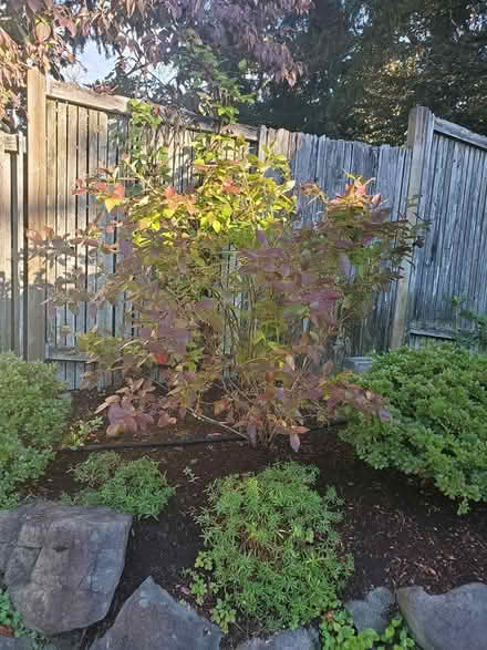 Photo of free 4' x 3' Blueberry Bush (Kingsgate 1 Kirkland) #1