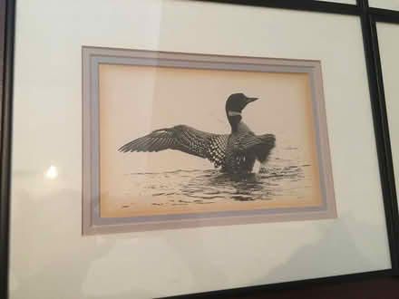 Photo of free Framed Loon photos (Earlscourt) #2