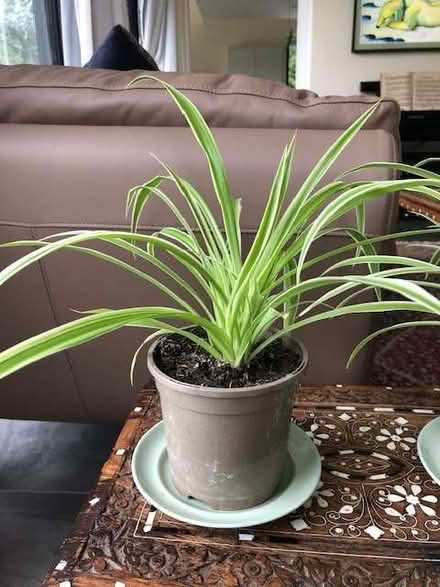 Photo of free Pair of healthy young spider plants (Stoke St Milborough SY8) #2