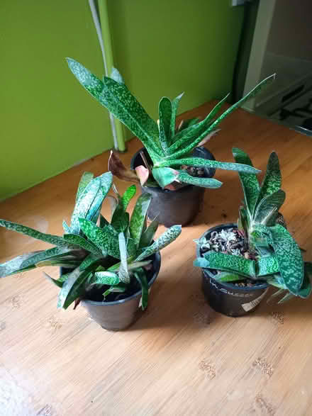Photo of free Indoor Gasteria verrucas plants (Eastbourne BN20) #1