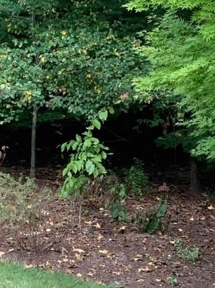 Photo of free American beech tree (Weldin Ridge) #1