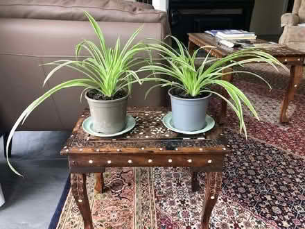 Photo of free Pair of healthy young spider plants (Stoke St Milborough SY8) #1