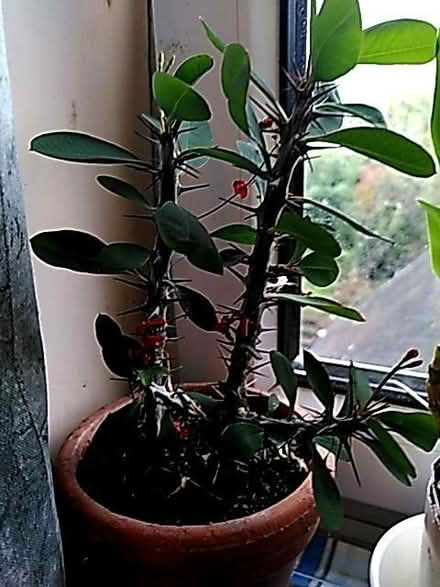 Photo of free Crown of thorns plant (Dudbridge GL5) #1
