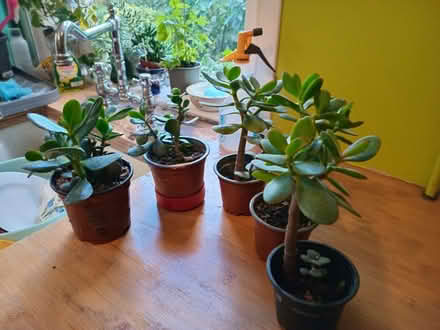 Photo of free Indoor succulent plants (Eastbourne BN20) #1