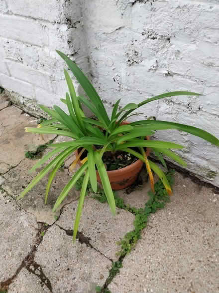 Photo of free 5 young large Agapanthus plants (Southsea PO4) #1