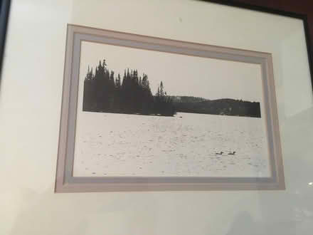 Photo of free Framed Loon photos (Earlscourt) #3