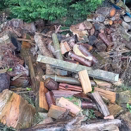 Photo of free Logs and wood (Kempston West End MK43) #2