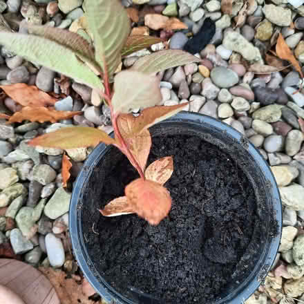 Photo of free Weigela cutting (Southport PR9) #1