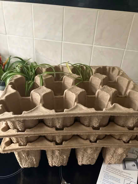 Photo of free 3 card board trays for planting seeds (Chilwell NG9) #2