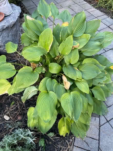 Photo of free Hosta (Alta Vista) #1