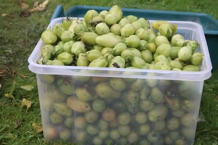 Photo of free 40 lbs plus of green tomatoes (Thorne DN8) #1