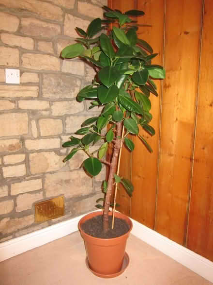 Photo of free Rubber plant (Golcar HD7) #1