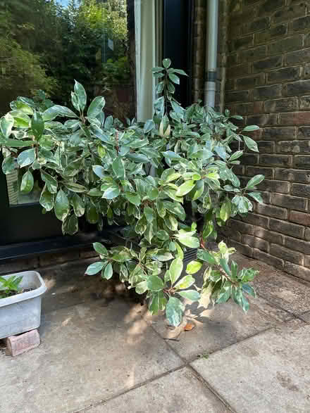 Photo of free Outdoor bush (University Area RG1) #1