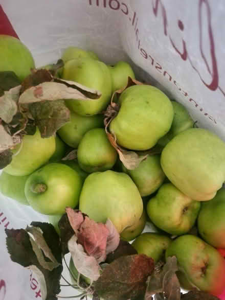 Photo of free Apples (PR25 Leyland) #1