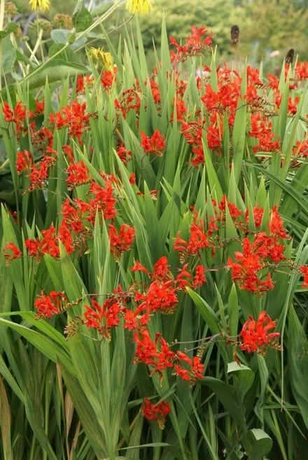 Photo of free Crocosmia Corms 'Lucifer' (Shiregreen S5) #1
