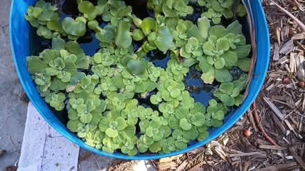 Photo of free Water lettuce plants (Gennoveva Chavez Center) #1