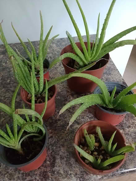 Photo of free Aloe Vera plants (Hertford SG13) #1