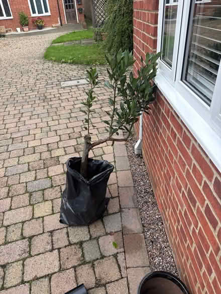 Photo of free Bay tree (Leighton Buzzard LU7) #2