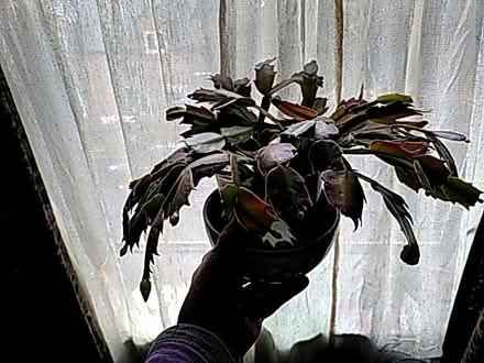 Photo of free Christmas cactus (Dudbridge GL5) #1
