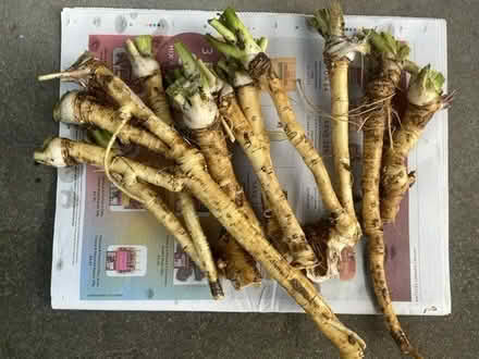 Photo of free Horseradish (Ringmer BN8) #1