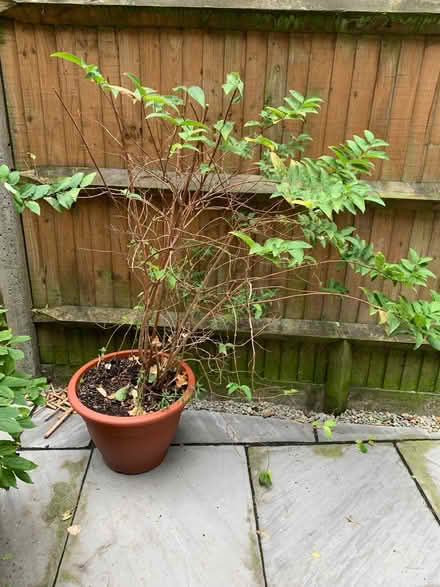 Photo of free Deutzia scabra (no pot) (Norbiton KT1) #1