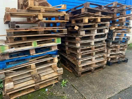 Photo of free Old pallets for bonfire (SG8) #1