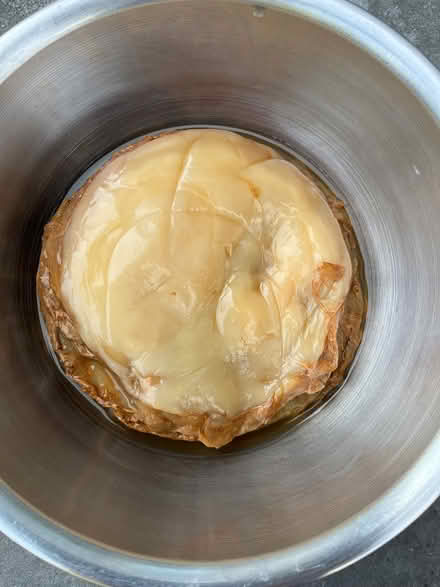 Photo of free Scoby for Kombucha (Grosvenor) #1