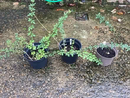 Photo of free Winter flowering jasmine plants (Burnham on Crouch CM0) #1