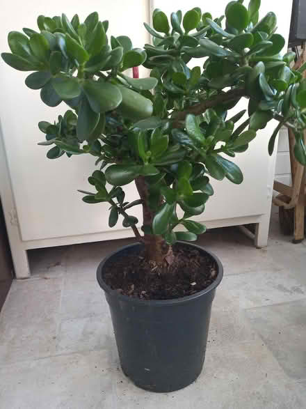 Photo of free Money plant (Blacklands TN34) #1