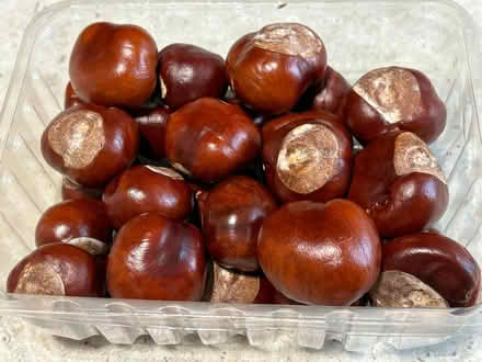 Photo of free Small tub of conkers (Lower Weston) #1