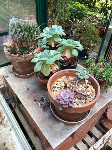 Photo of free 6 assorted cacti and succulents (East Carleton NR14) #1
