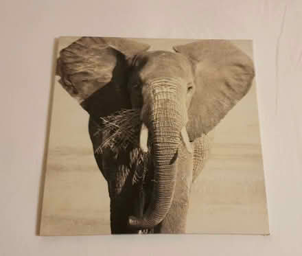 Photo of free Elephant canvas (Leicester LE2) #1
