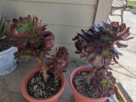 Photo of free 2 Aeonium plants (Hercules) #1