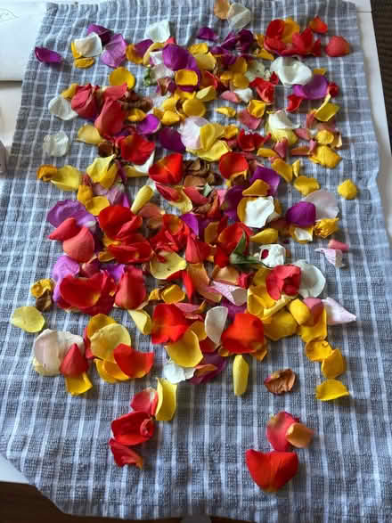 Photo of Dying roses/ rose petals (SG12 ware) #1